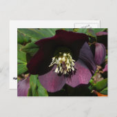 パープルレンテンバライースターフラワー シーズンポストカード (正面/裏面)