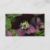 パープルレンテンバライースターフラワー 名刺 (裏面)