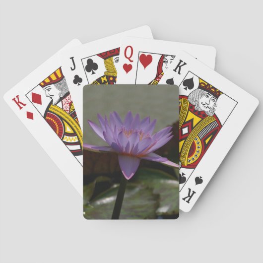 パープルロータス《植物》スイレントランプ トランプ (裏面)