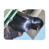 パープル威厳のあるマーチン マグネット (横)