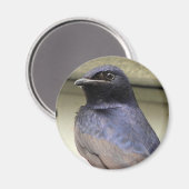 パープル威厳のあるマーチン マグネット (正面/裏面)