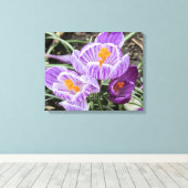 パープル春クロキュース。 キャンバスプリント (インサイチュ (ウッドフロア))
