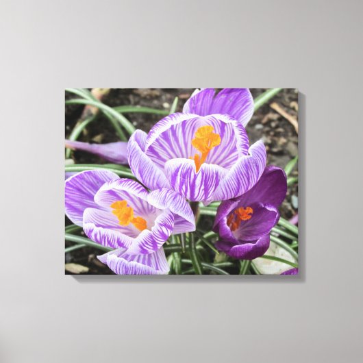 パープル春クロキュース。 キャンバスプリント (正面)