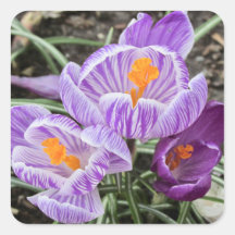 パープル春クロキュース。