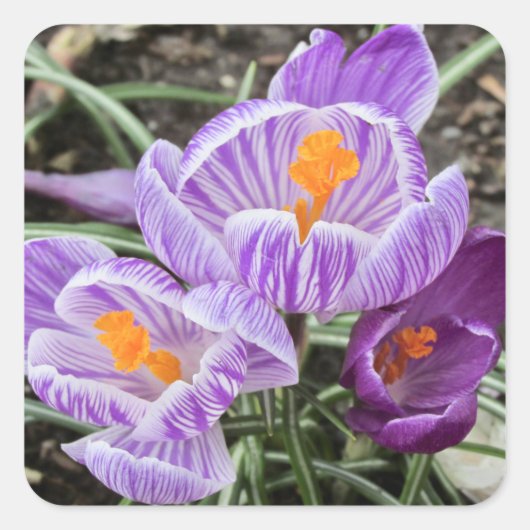 パープル春クロキュース。 スクエアシール (正面)