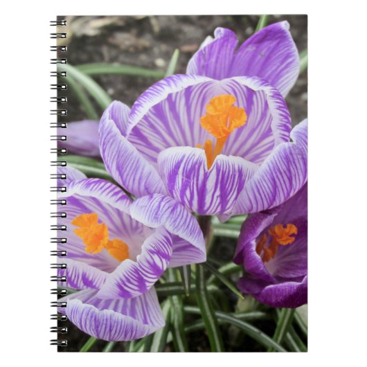 パープル春クロキュース。 ノートブック (正面)