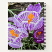 パープル春クロキュース。 ノートブック (裏面)