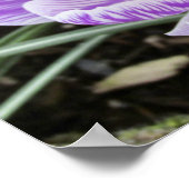 パープル春クロキュース。 ポスター (角)