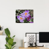 パープル春クロキュース。 ポスター (ホームオフィス)