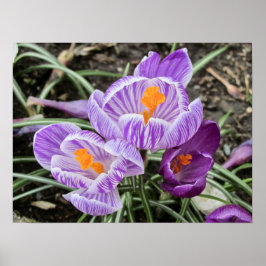 パープル春クロキュース。 ポスター