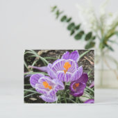 パープル春クロキュース。 ポストカード (スタンド正面)