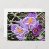 パープル春クロキュース。 ポストカード (正面/裏面)