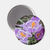 パープル春クロキュース。 マグネット (正面/裏面)