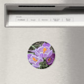 パープル春クロキュース。 マグネット (インサイチュ (食洗機))