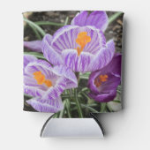 パープル春クロキュース。 缶クーラー (正面)