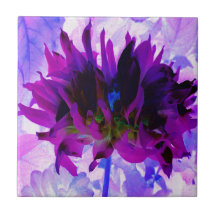 パープル素晴らしとブラックサボテンのダリア