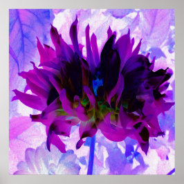 パープル素晴らしとブラックサボテンのダリア ポスター