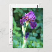 パープル美しい ポストカード (正面/裏面)