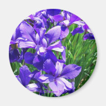 パープル美しい