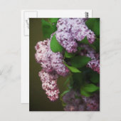 パープル薄紫絵画ブーケ ポストカード (正面/裏面)