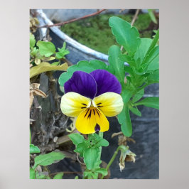 パープル&イエローパンジー ポスター