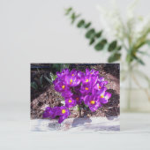 パープル・クロカス・ポストカード ポストカード (スタンド正面)