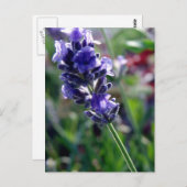 パープル フラワースパイク ポストカード (正面/裏面)