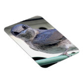 パープル·マーティン マグネット (右側)