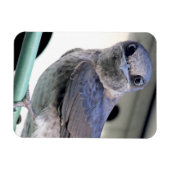 パープル·マーティン マグネット (横)