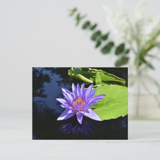 パープル《植物》スイレン収集可能はがき ポストカード (スタンド正面)