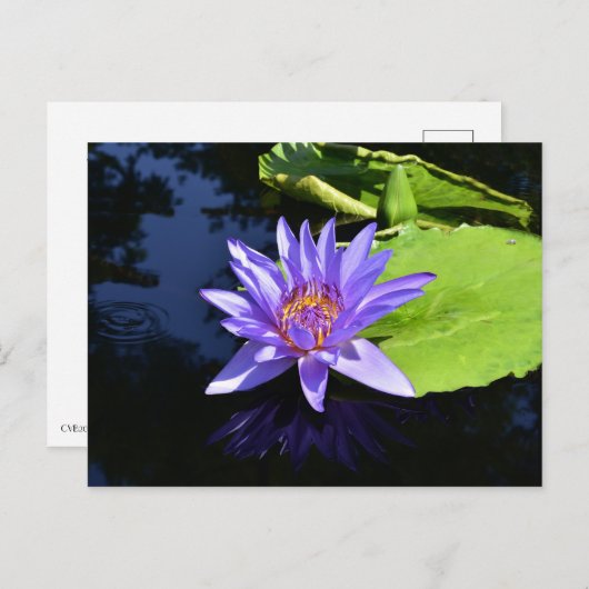 パープル《植物》スイレン収集可能はがき ポストカード (正面/裏面)