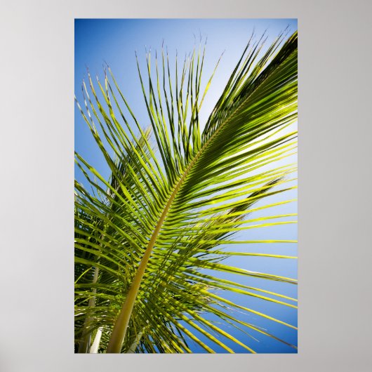 パームの木のポスター/キャンバス印刷 ポスター (正面)