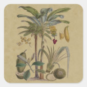 パームアンティークトロピカルフルーツ植物芸術 スクエアシール (正面)
