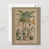パームアンティークトロピカルフルーツ植物芸術 ポストカード (正面/裏面)