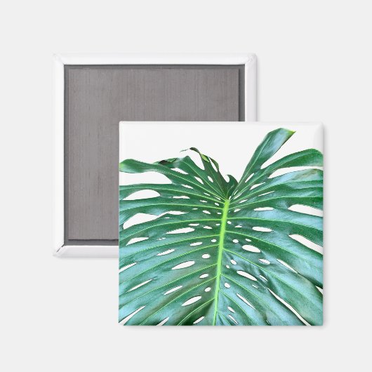 パームエレガントリーフ熱帯ジャングル熱帯雨林リーフ マグネット (正面/裏面)