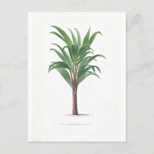 パームコレクション – スケッチIII ポストカード (正面)