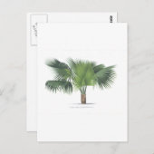 パームスケッチVII ポストカード (正面/裏面)