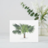 パームスケッチVII ポストカード (スタンド正面)