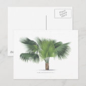 パームスケッチVII ポストカード (正面/裏面)
