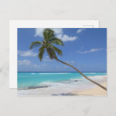 パームツリーバルバドス ポストカード (正面/裏面)