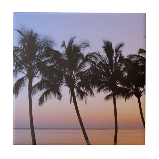 パームツリー、朝 タイル (正面)