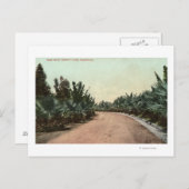 パームドライブの表示 ポストカード (正面/裏面)