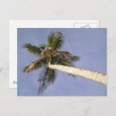 パームビュー ポストカード (正面/裏面)