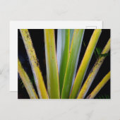 パームファン ポストカード (正面/裏面)