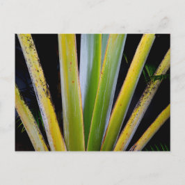 パームファン ポストカード