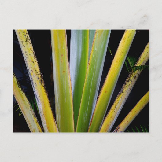 パームファン ポストカード (正面)