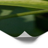 パールアステカ ポスター (角)