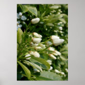 パールアステカ ポスター (正面)