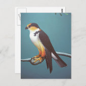 パールカイト ポストカード (正面/裏面)