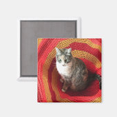 パールキャットオンアフガン マグネット (正面/裏面)